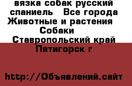 вязка собак русский спаниель - Все города Животные и растения » Собаки   . Ставропольский край,Пятигорск г.